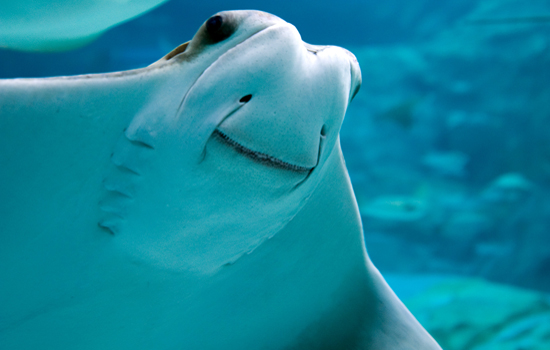 cownose ray stuffed animal